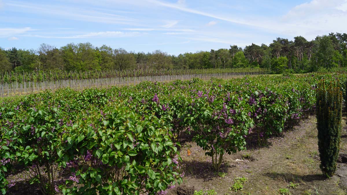 Syringa vulgaris 'Andenken an Ludwig Späth' meerstammig / struik struik