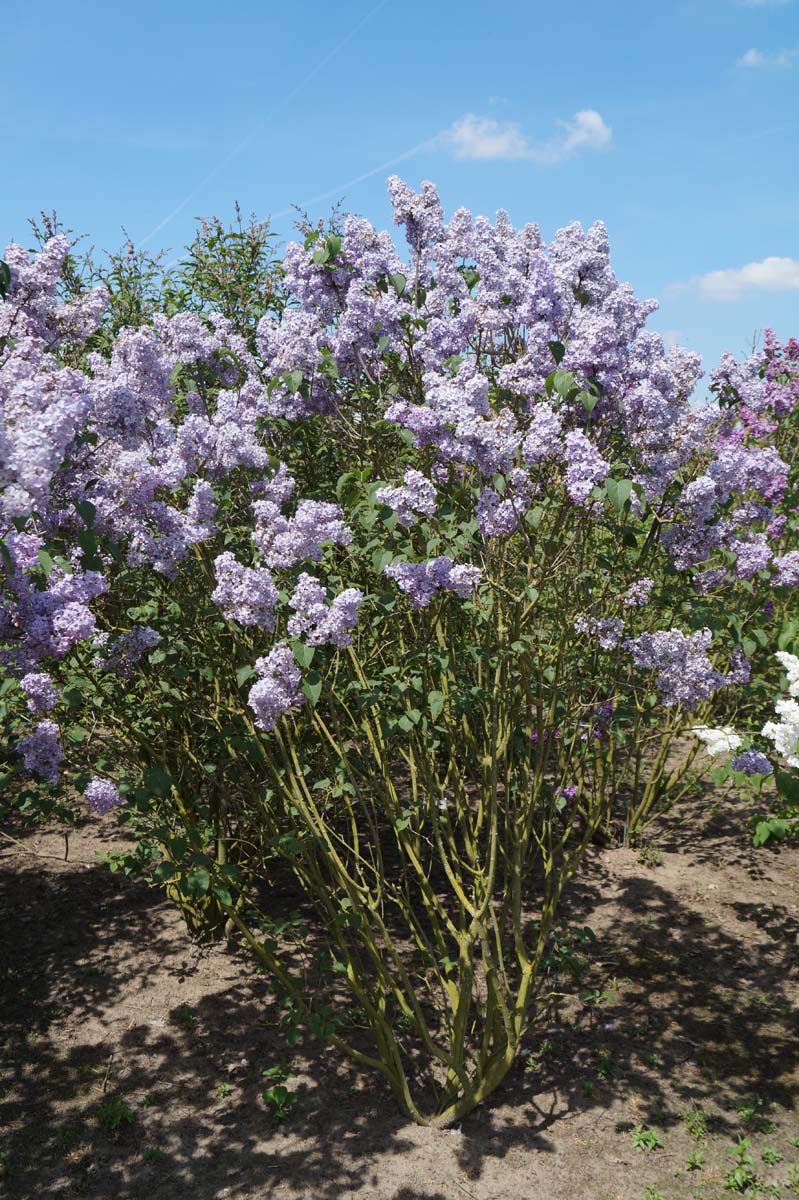 Syringa vulgaris 'Blue Skies' meerstammig / struik struik