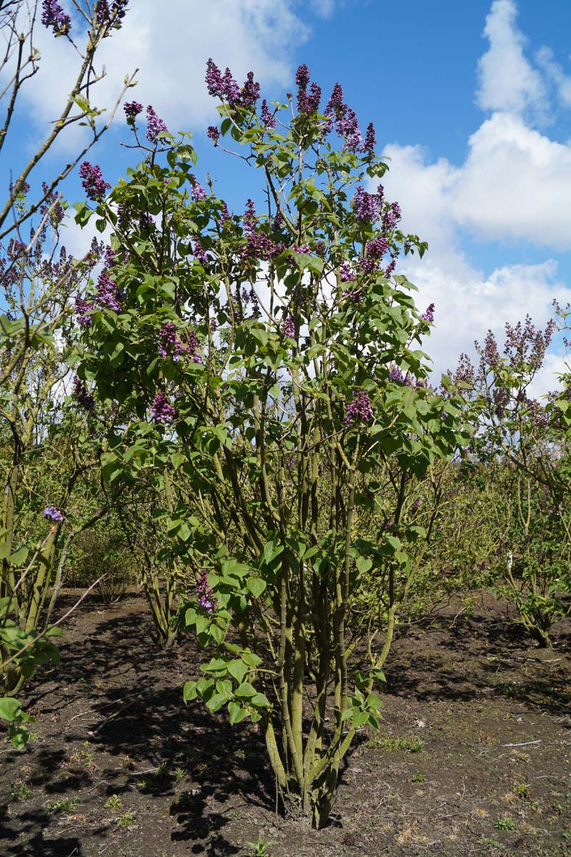 Syringa vulgaris 'Duc de Massa' meerstammig / struik struik