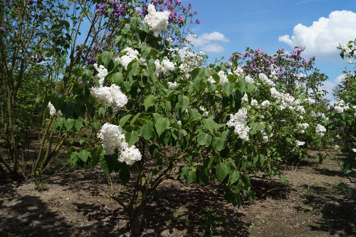 Syringa vulgaris 'Galina Ulanova' meerstammig / struik struik