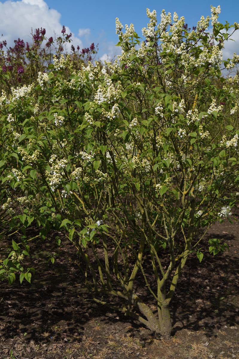 Syringa vulgaris 'Jeanne d'Arc' meerstammig / struik struik