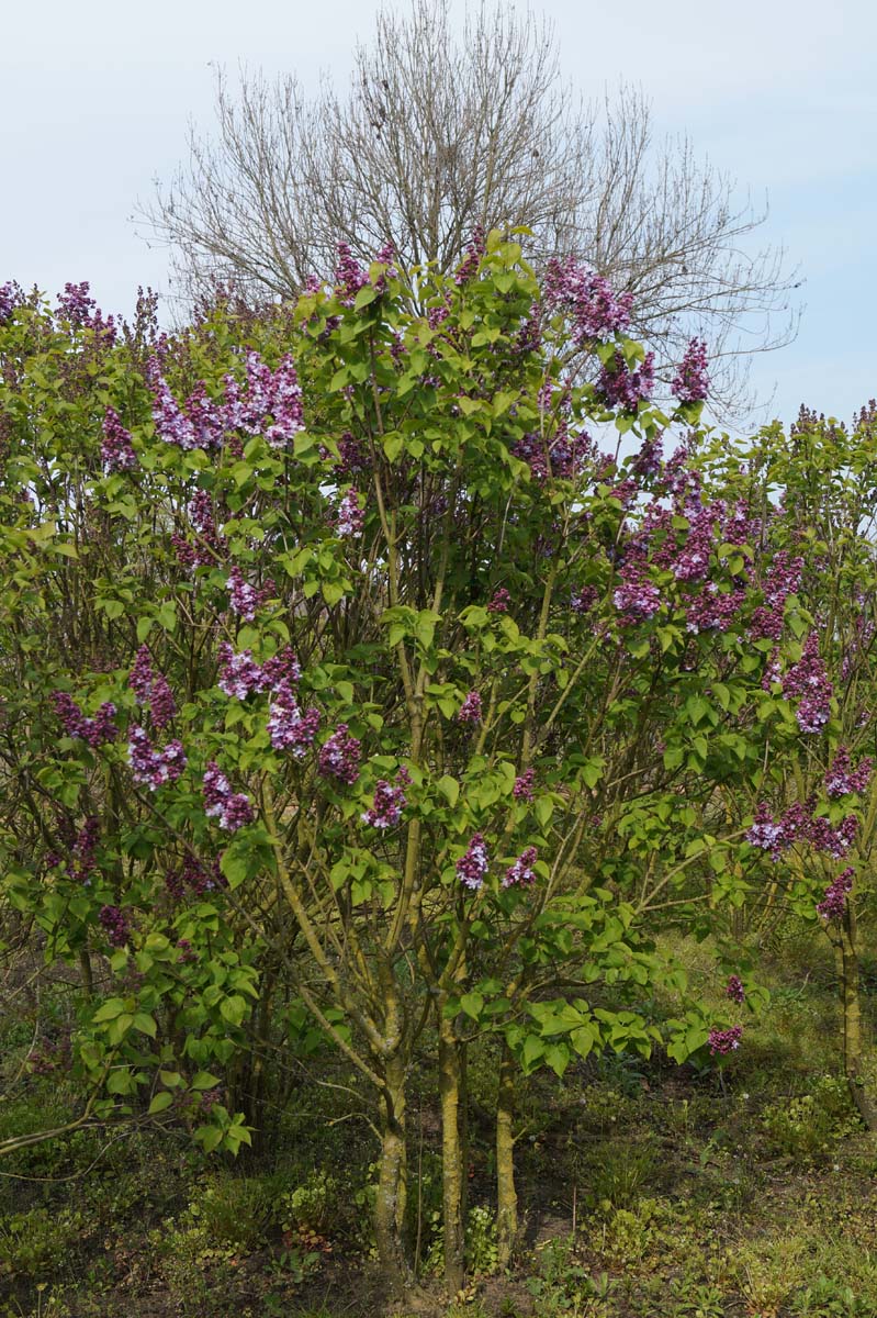 Syringa vulgaris 'Katherine Havemeyer' meerstammig / struik struik