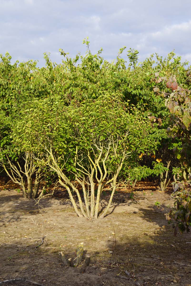 Syringa vulgaris 'Katherine Havemeyer' meerstammig / struik struik