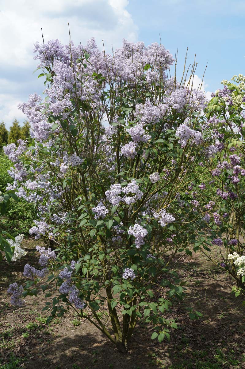 Syringa vulgaris 'Maréchal Foch' struik