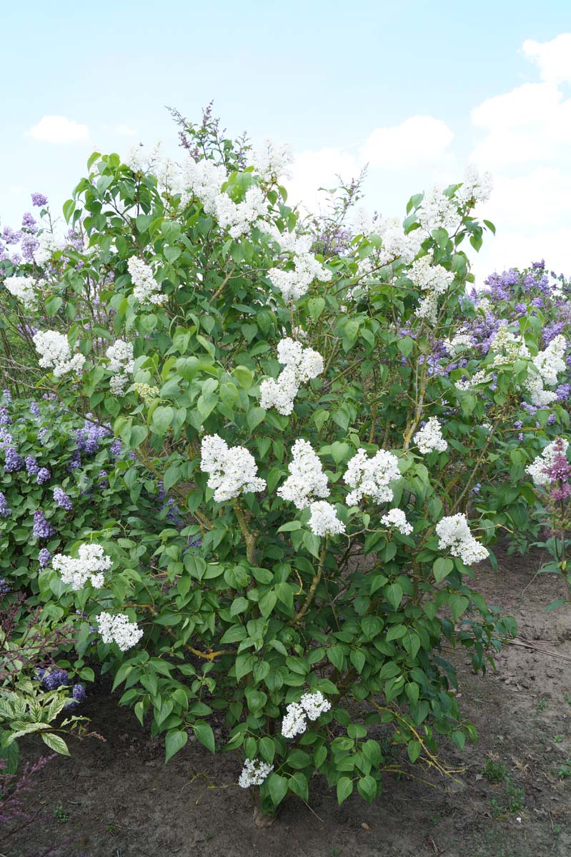 Syringa vulgaris 'Marie Legraye' struik