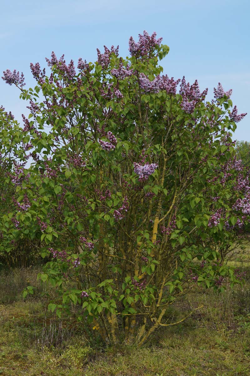 Syringa vulgaris 'Michel Buchner' meerstammig / struik struik