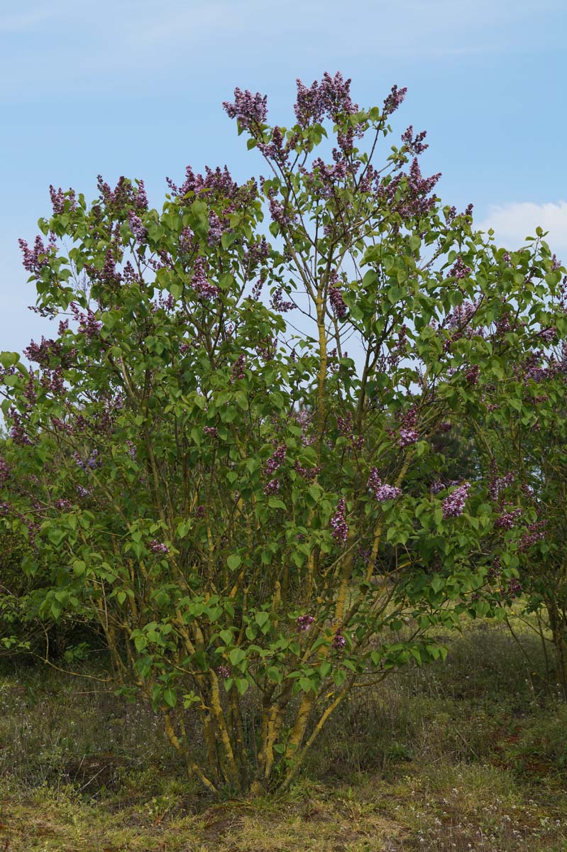Syringa vulgaris 'Michel Buchner' meerstammig / struik struik