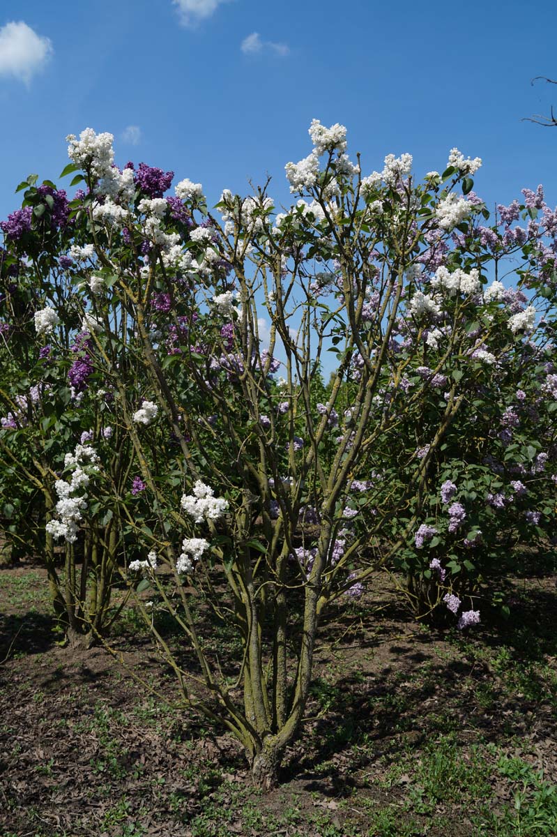 Syringa vulgaris 'Miss Ellen Willmott' meerstammig / struik struik