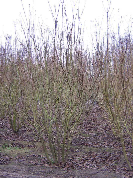 Syringa vulgaris 'Mme Florent Stepman' meerstammig / struik struik