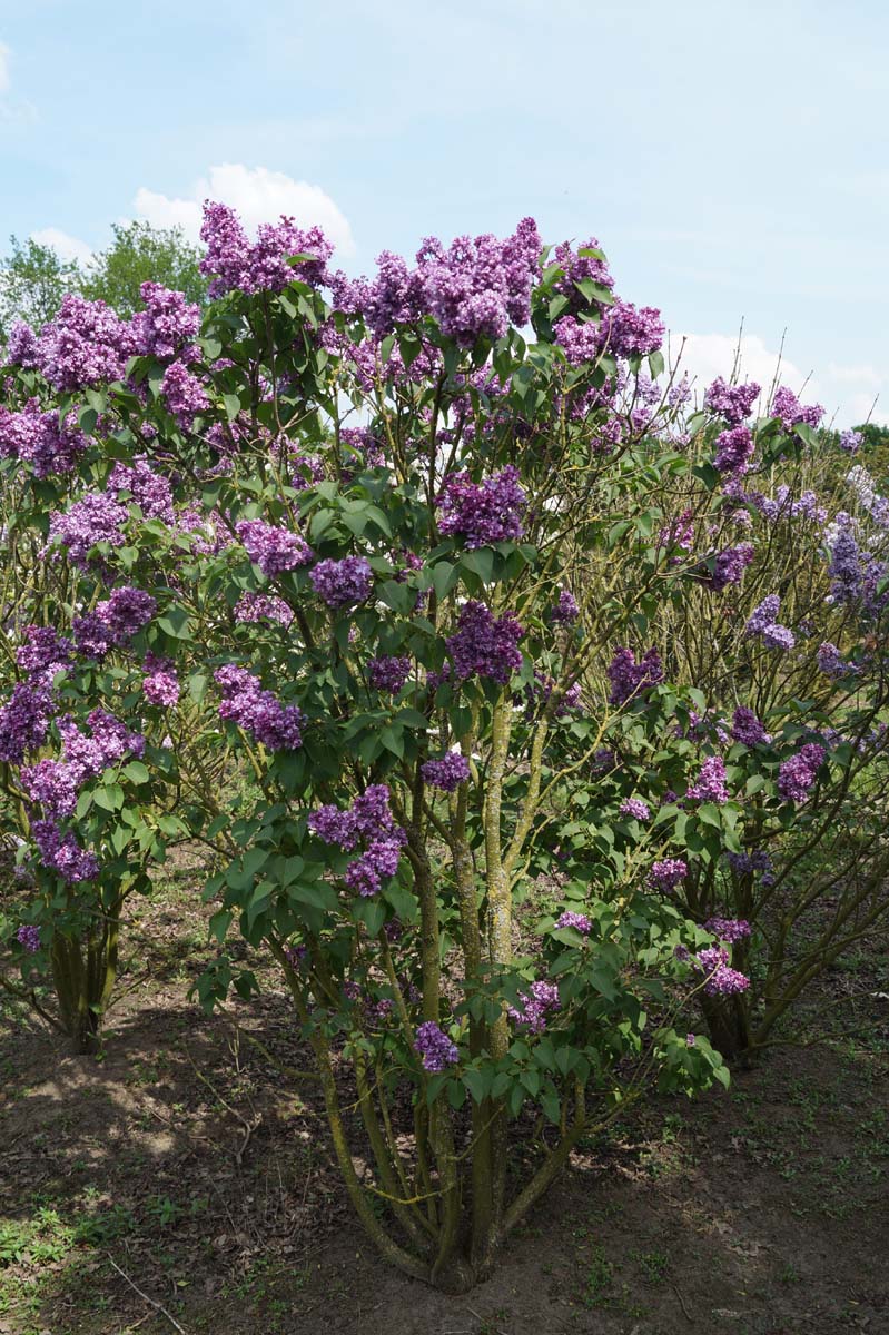 Syringa vulgaris 'Mrs Edward Harding' meerstammig / struik struik