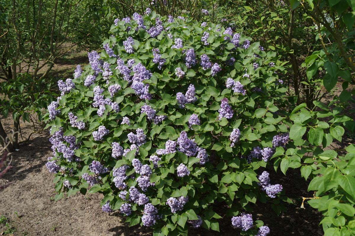 Syringa vulgaris 'Prairie Petite' meerstammig / struik struik