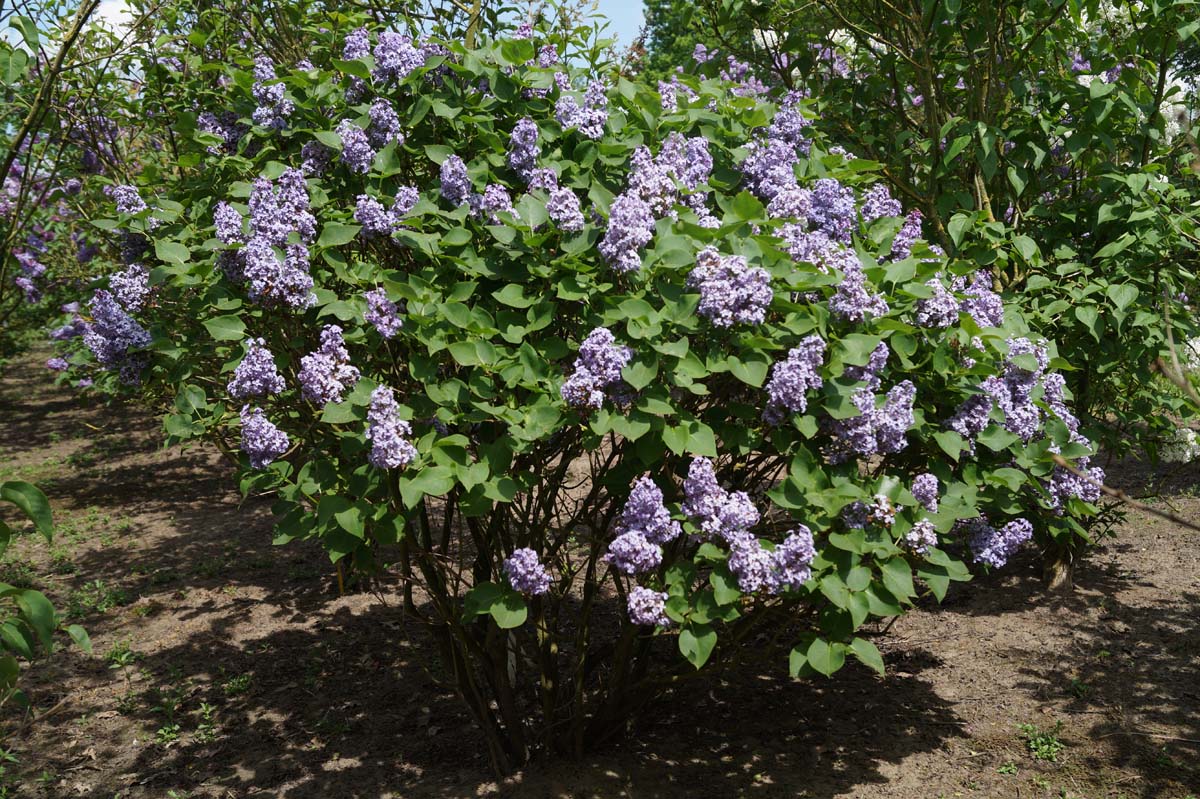 Syringa vulgaris 'Prairie Petite' meerstammig / struik struik