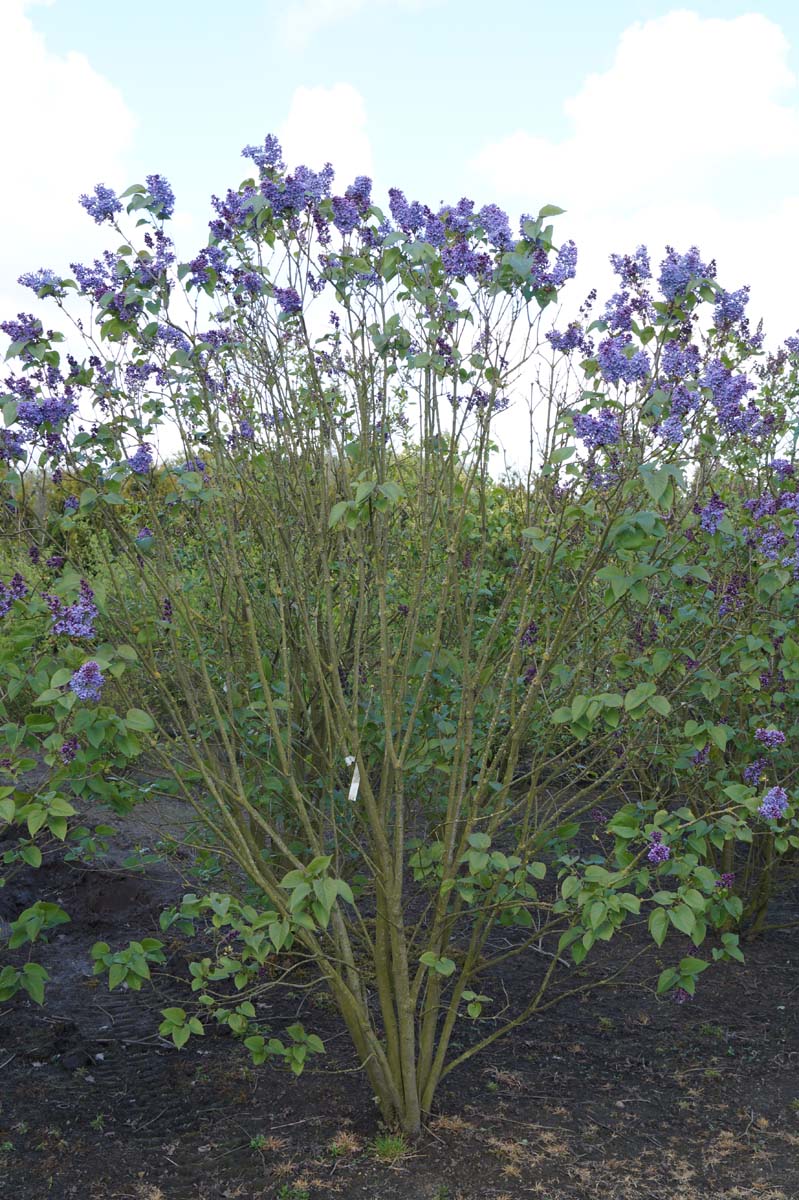 Syringa vulgaris 'President Lincoln' meerstammig / struik struik
