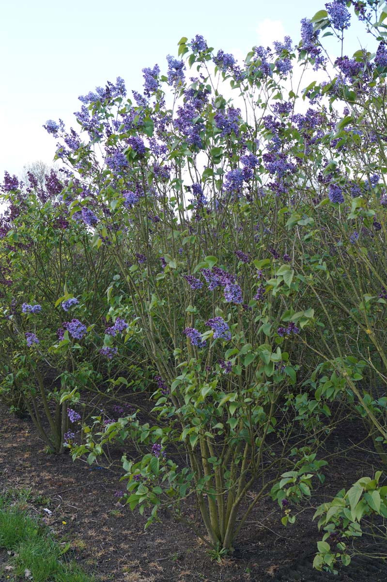 Syringa vulgaris 'President Lincoln' meerstammig / struik struik