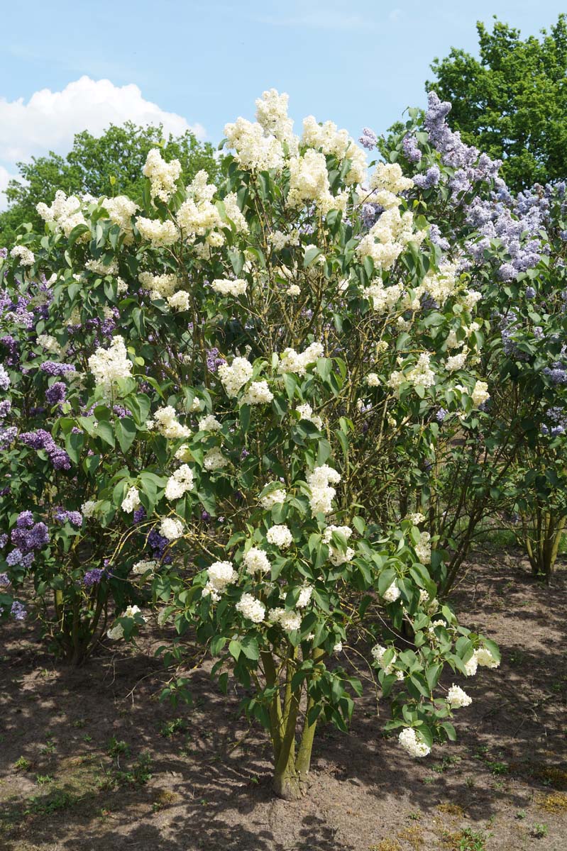 Syringa vulgaris 'Primrose' meerstammig / struik struik