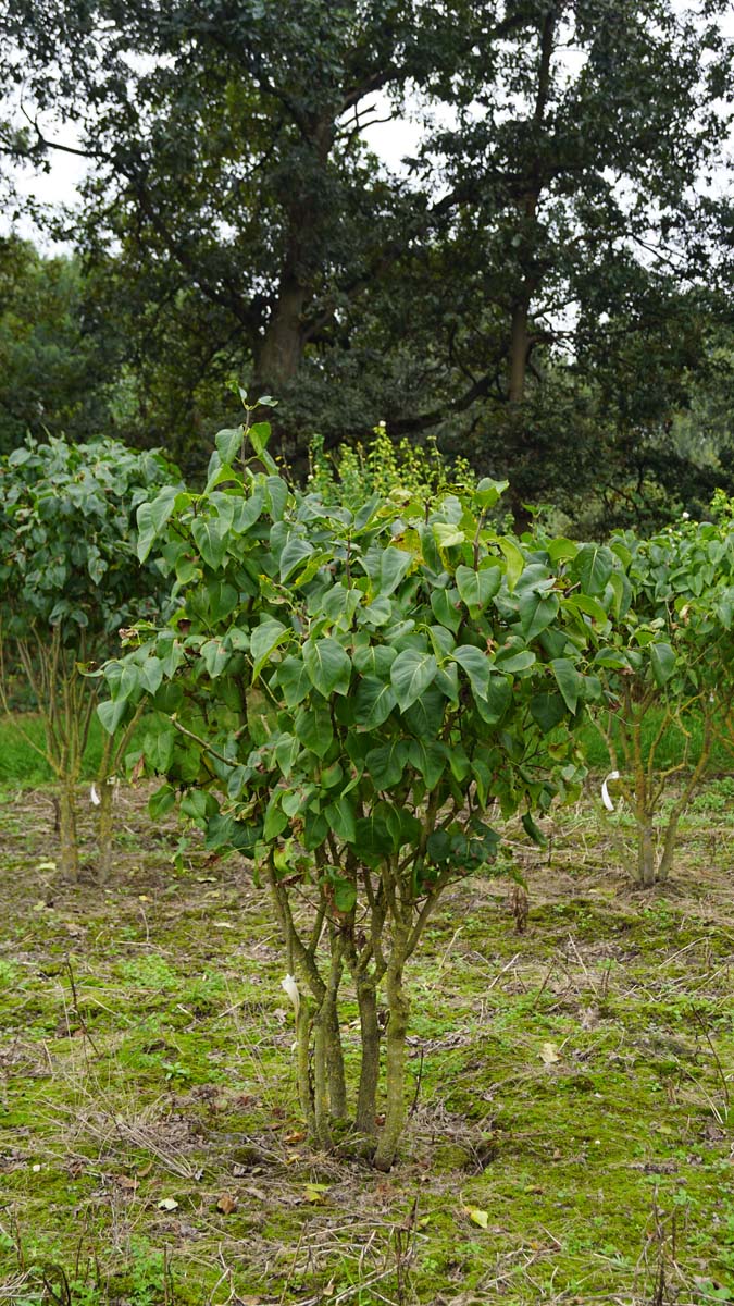 Syringa vulgaris 'Primrose' meerstammig / struik struik