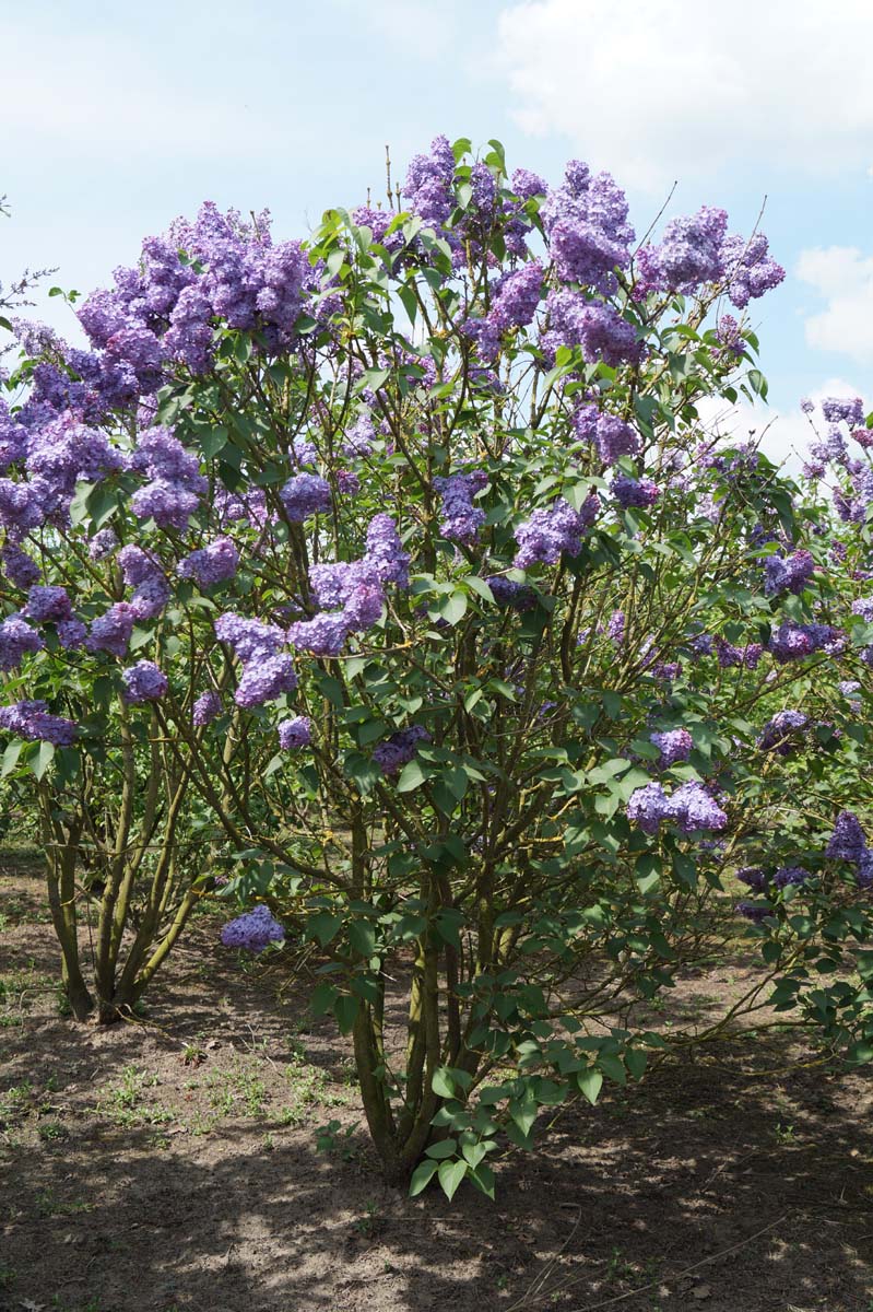 Syringa vulgaris 'Réaumur' meerstammig / struik struik
