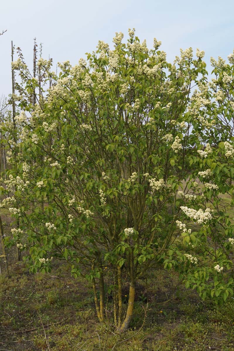 Syringa vulgaris 'Souvenir d'Alice Harding' meerstammig / struik struik