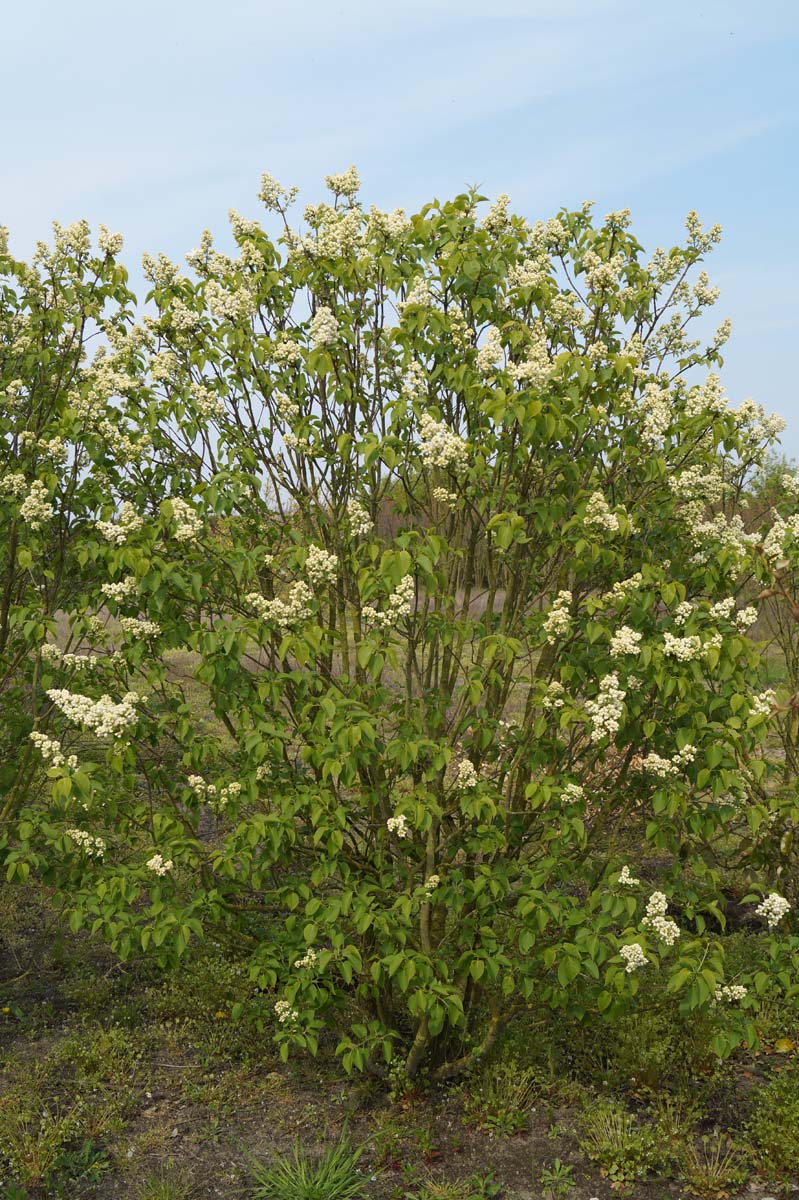 Syringa vulgaris 'Souvenir d'Alice Harding' meerstammig / struik struik