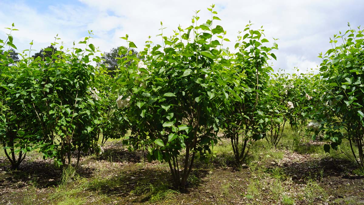 Syringa vulgaris 'Souvenir d'Alice Harding' meerstammig / struik struik