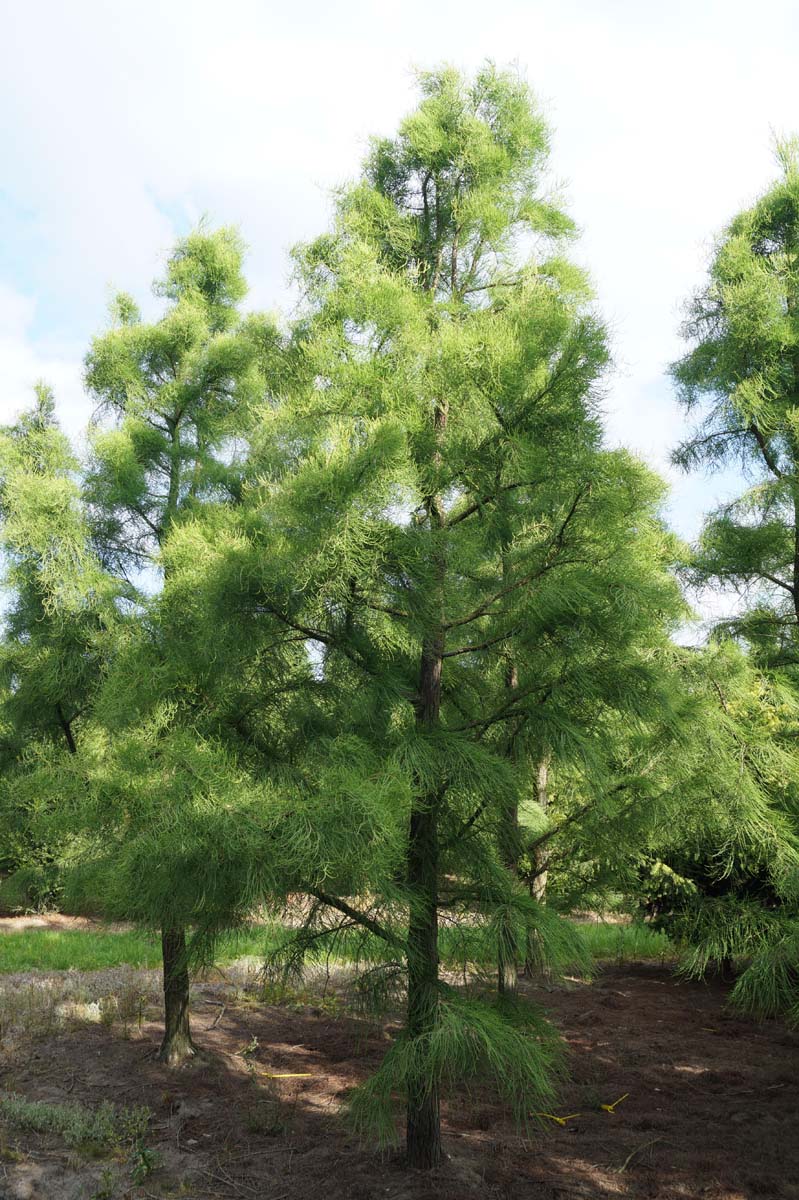 Taxodium distichum 'Nutans' solitair solitair