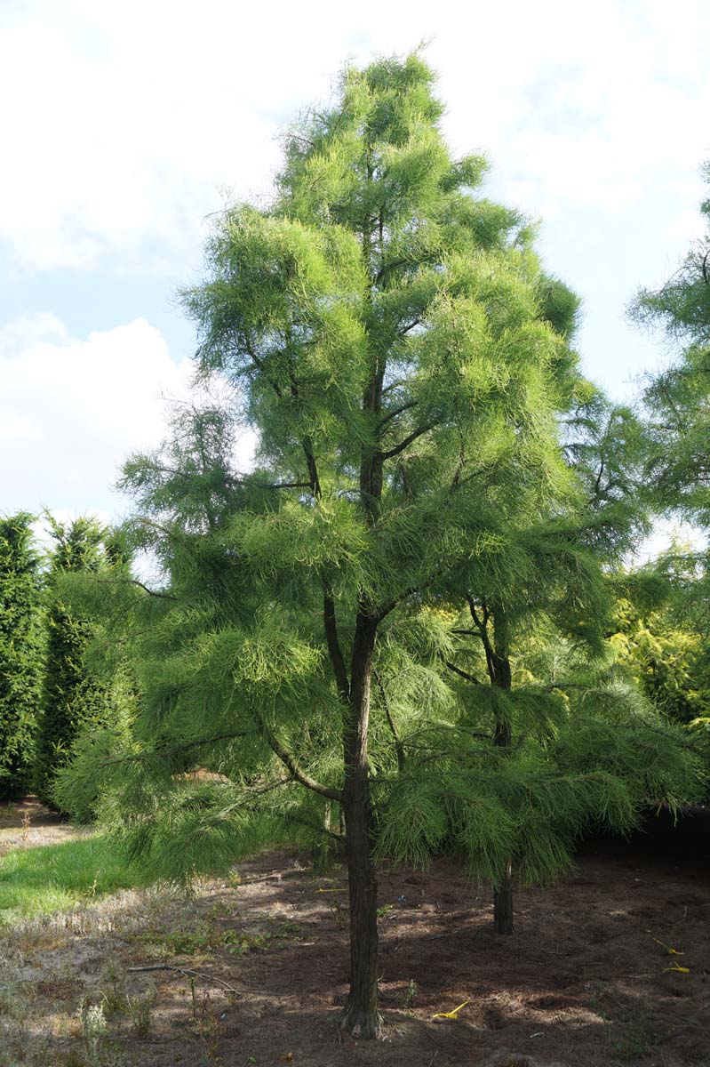 Taxodium distichum 'Nutans' solitair solitair