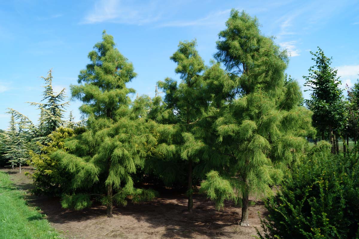 Taxodium distichum 'Nutans' solitair solitair