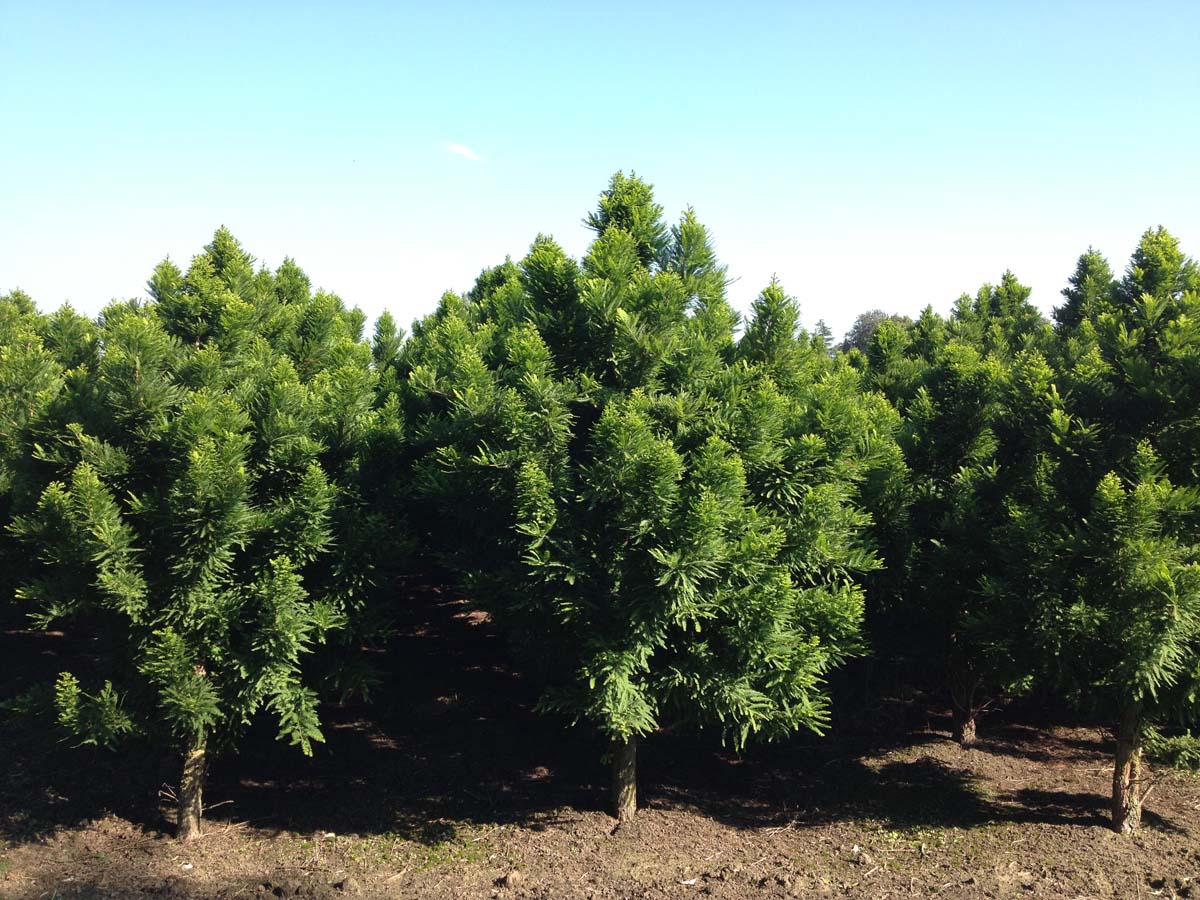 Taxodium distichum 'Pevé Minaret' solitair solitair