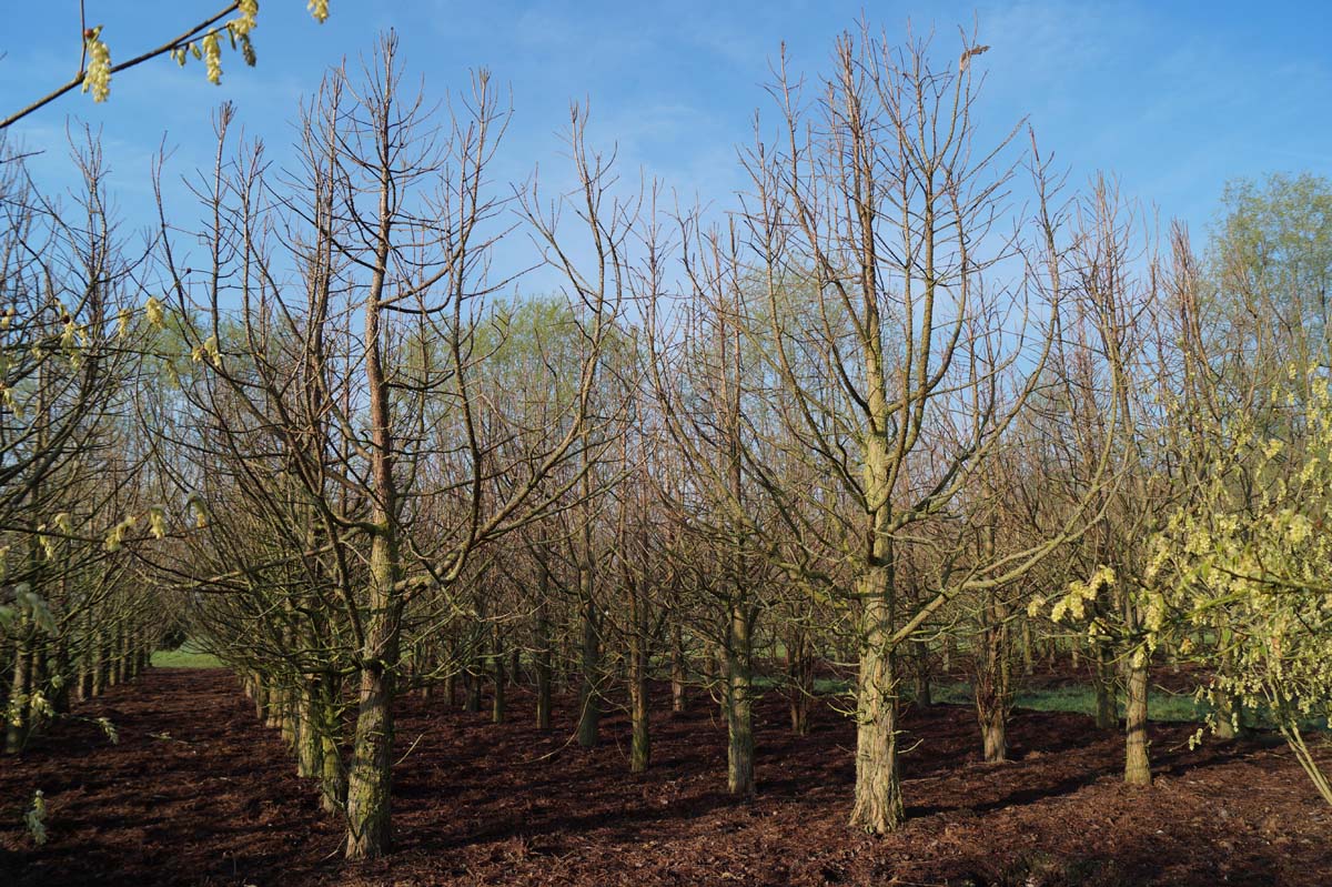 Taxodium distichum 'Pevé Minaret' solitair solitair