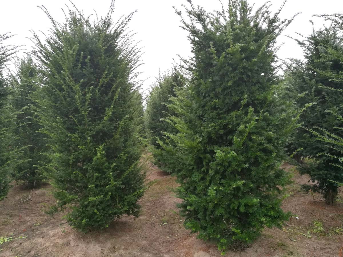 Taxus baccata Solitär kaufen? Bestellen Sie einfach online beim Züchter
