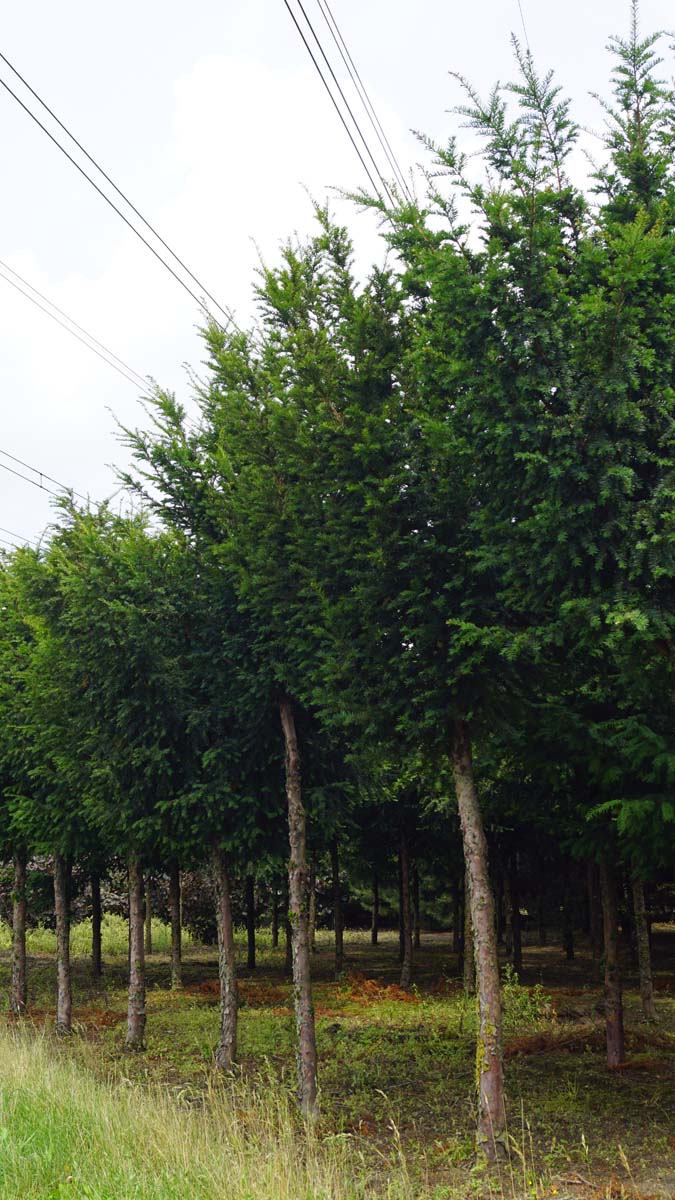 Taxus baccata op stam op stam