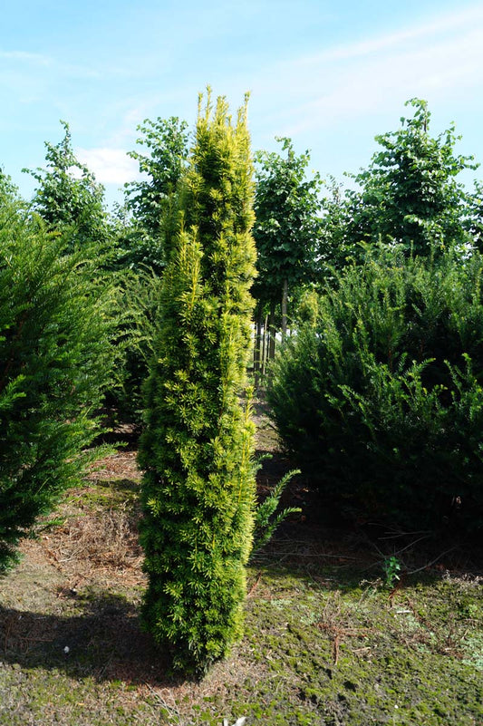 Taxus baccata 'David' solitair