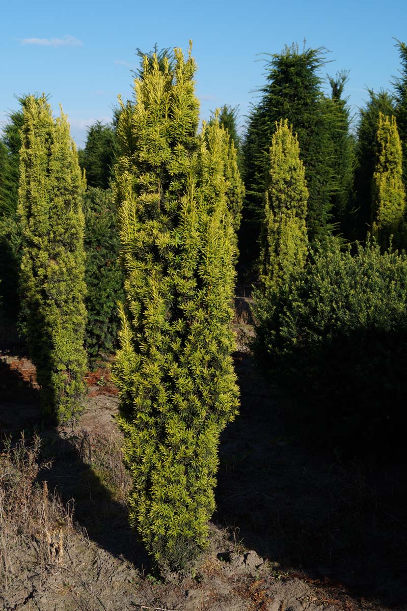 Taxus baccata 'David' solitair