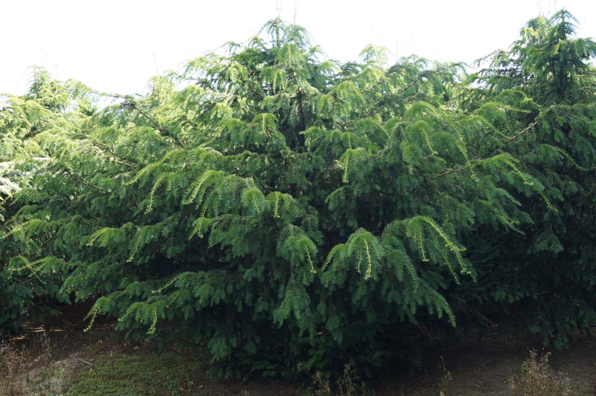Taxus baccata 'Dovastoniana' Solitär