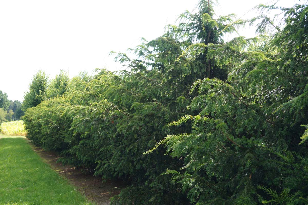 Taxus baccata 'Dovastoniana' solitair solitair