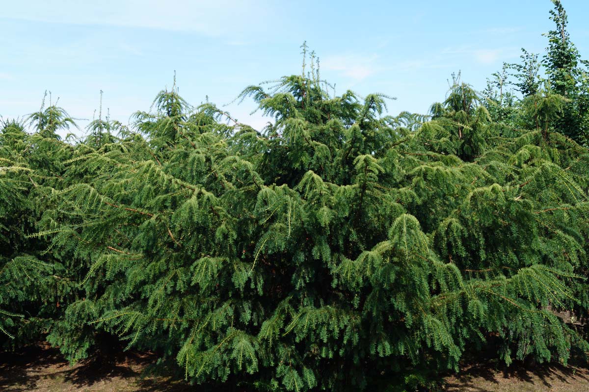 Taxus baccata 'Dovastoniana' solitair solitair