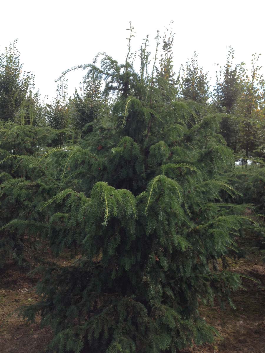 Taxus baccata 'Dovastoniana' solitair solitair