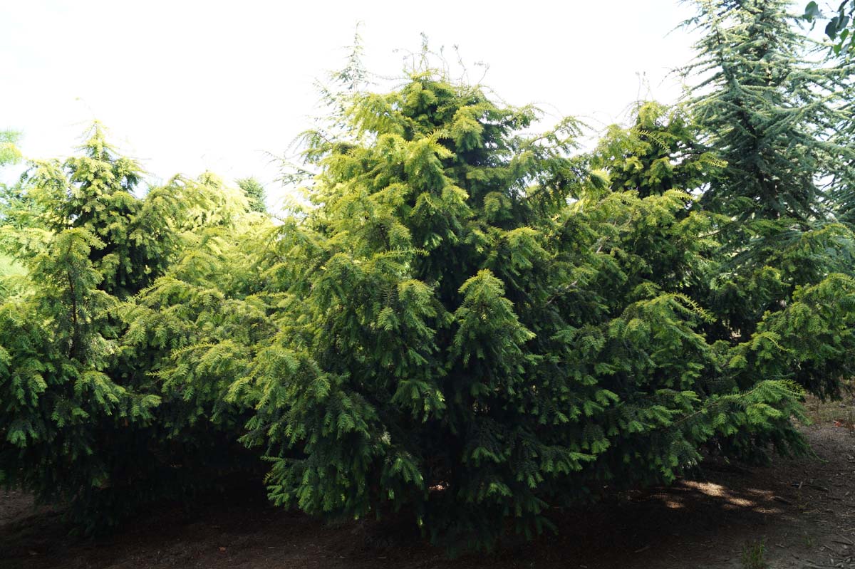 Taxus baccata 'Dovastonii Aurea' Solitär