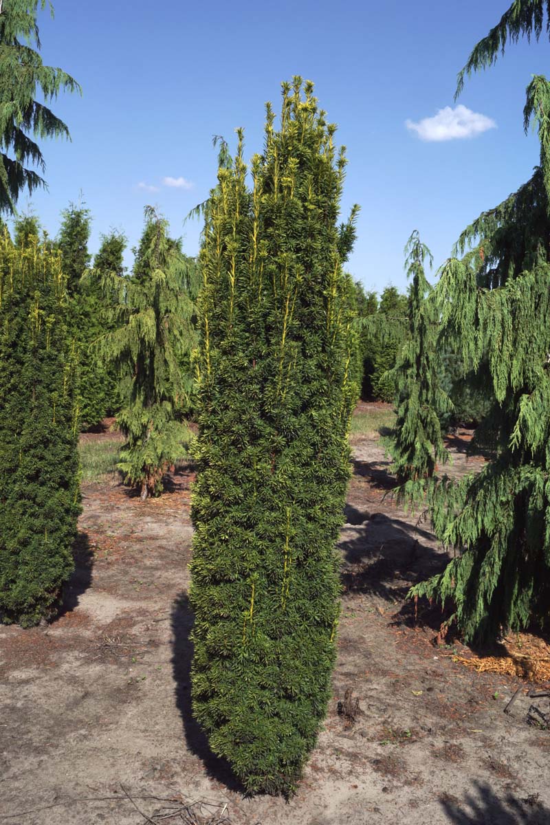 Taxus baccata 'Fastigiata Aurea' solitair
