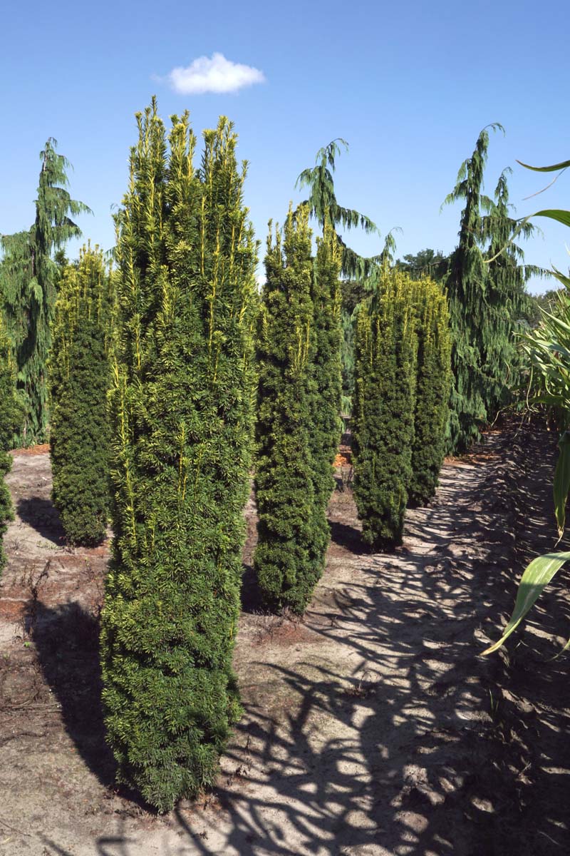 Taxus baccata 'Fastigiata Aurea' solitair