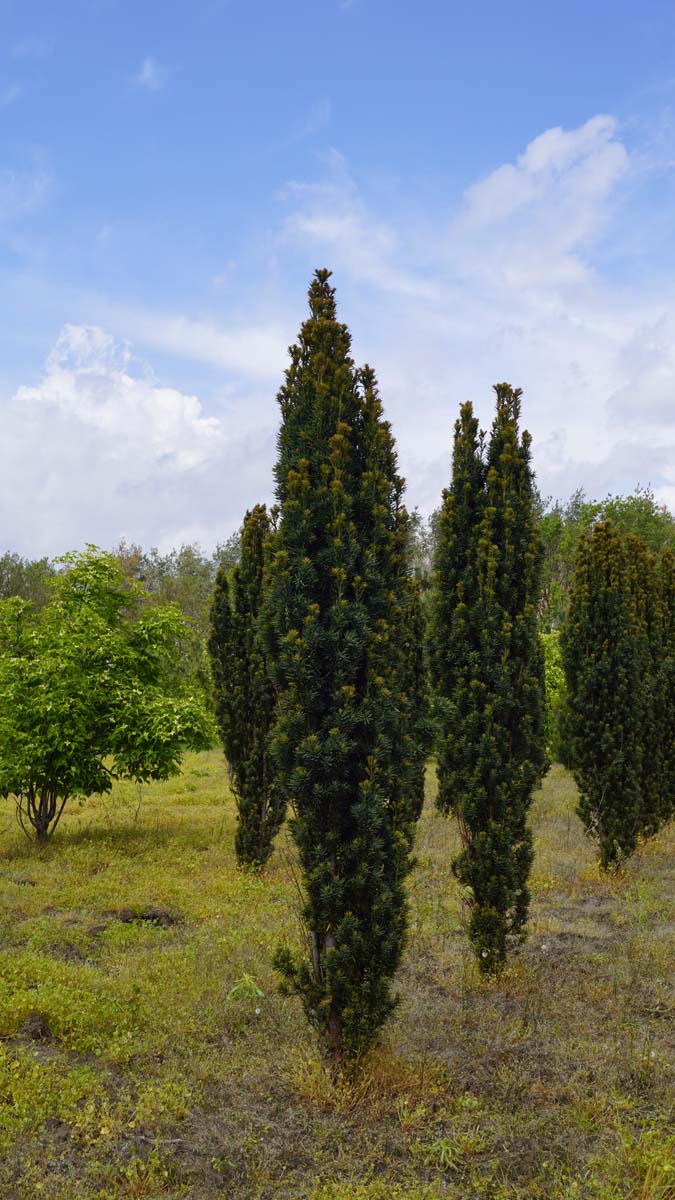 Taxus baccata 'Fastigiata Robusta' solitair
