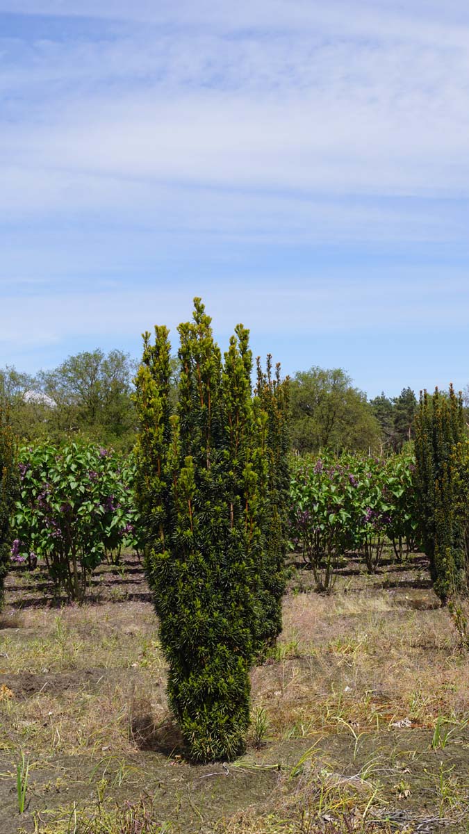 Taxus baccata 'Fastigiata Robusta' solitair