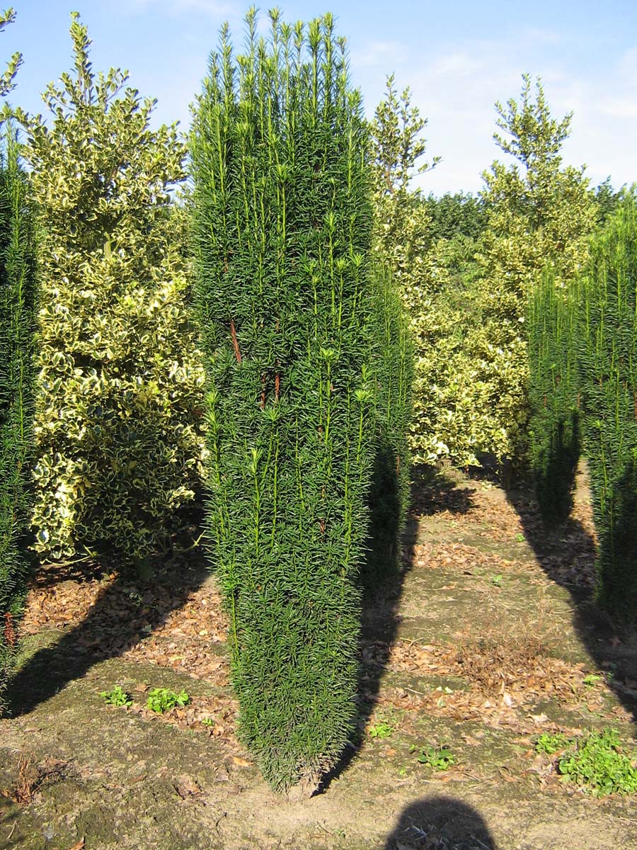 Taxus baccata 'Fastigiata' Solitär