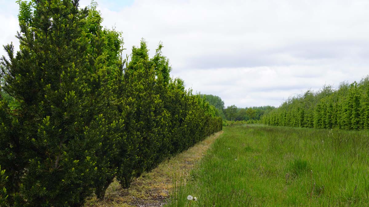 Taxus media 'Hicksii'