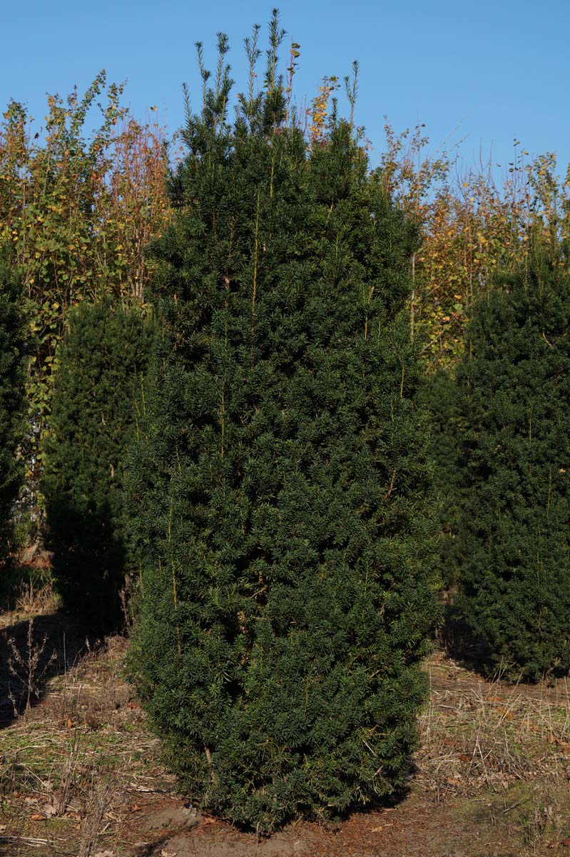 Taxus media 'Hicksii' solitair