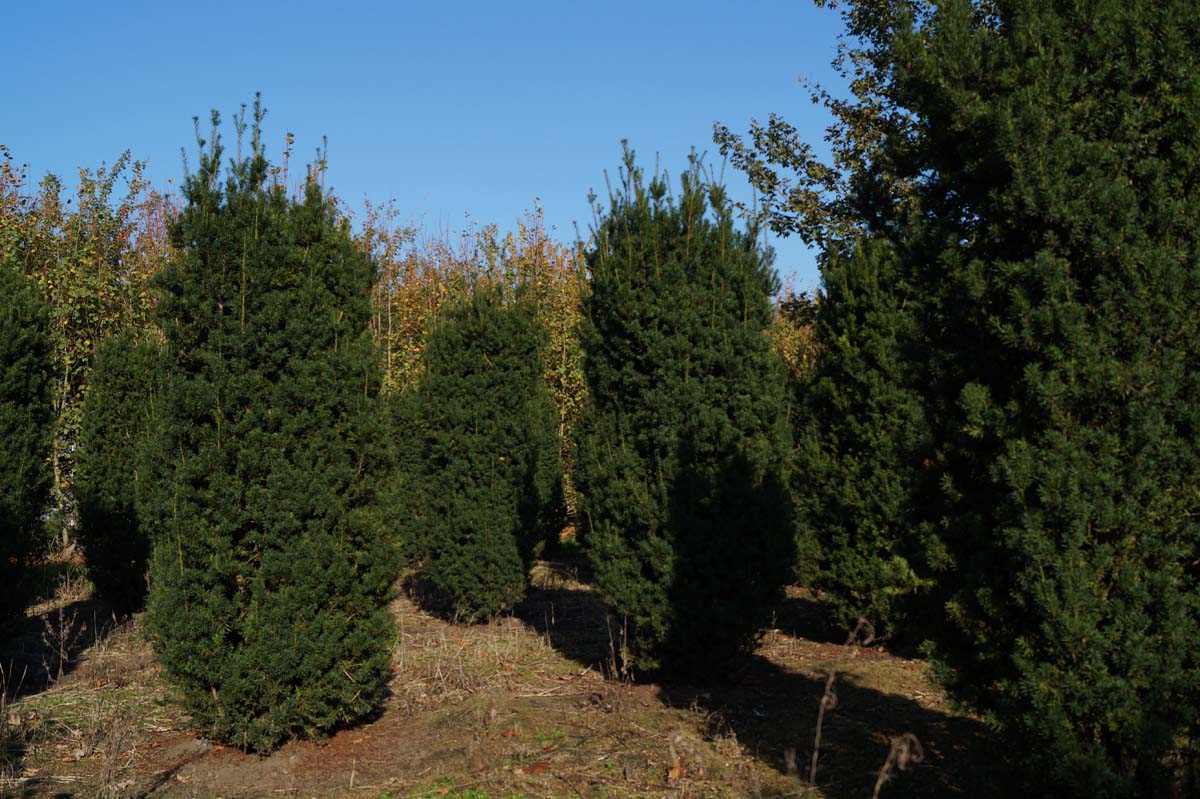 Taxus media 'Hicksii' solitair
