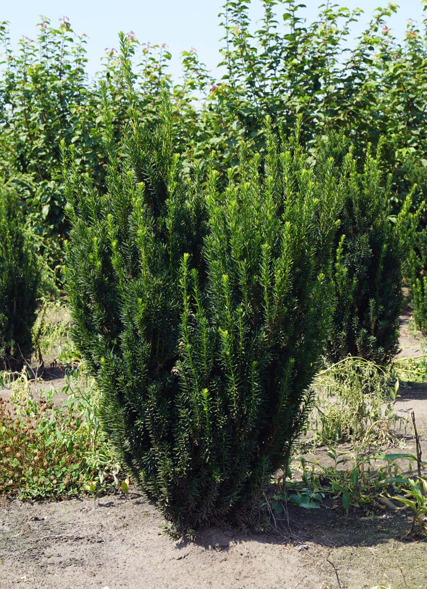 Taxus media 'Hillii' solitair