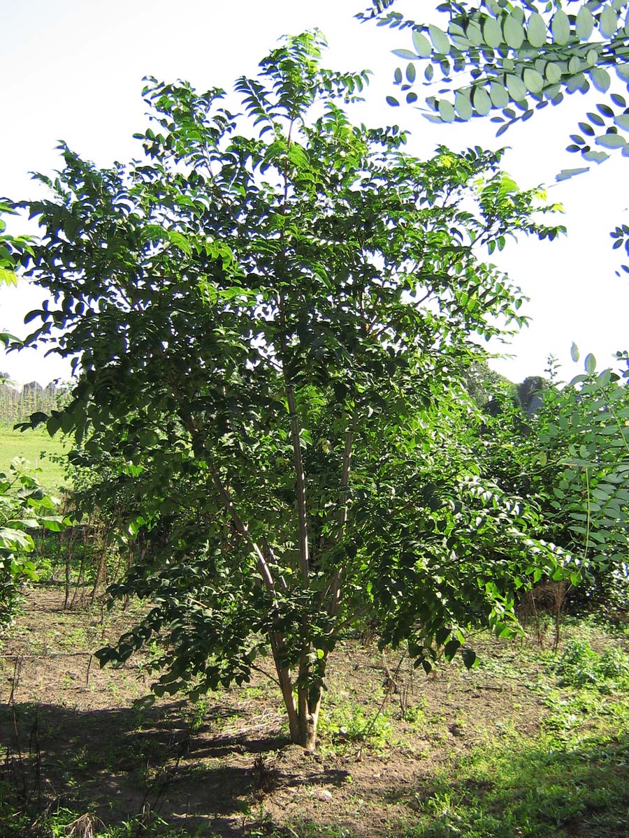 Tetradium daniellii meerstammig / struik meerstammig