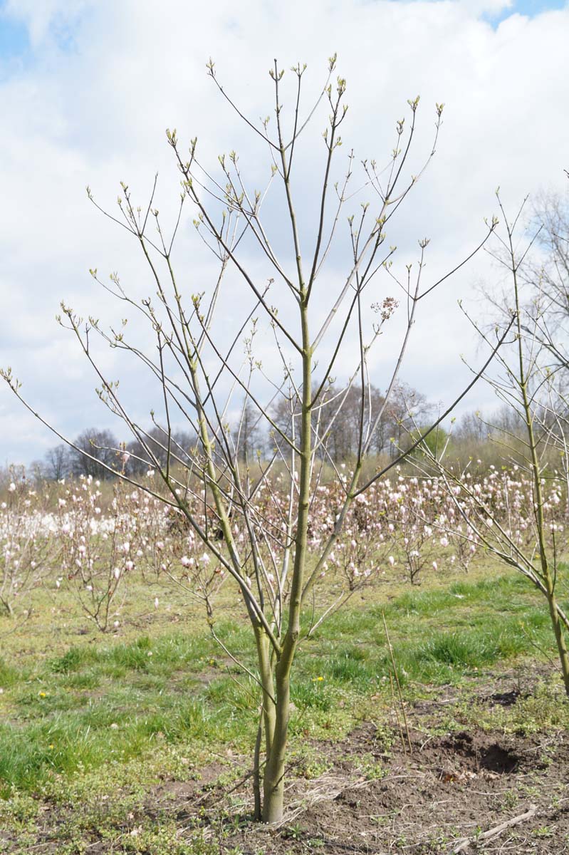 Tetradium daniellii meerstammig / struik meerstammig