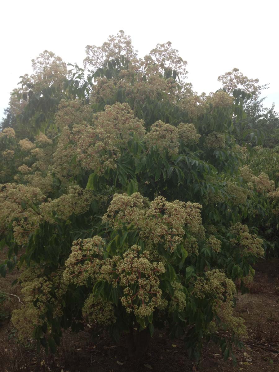 Tetradium daniellii meerstammig / struik meerstammig